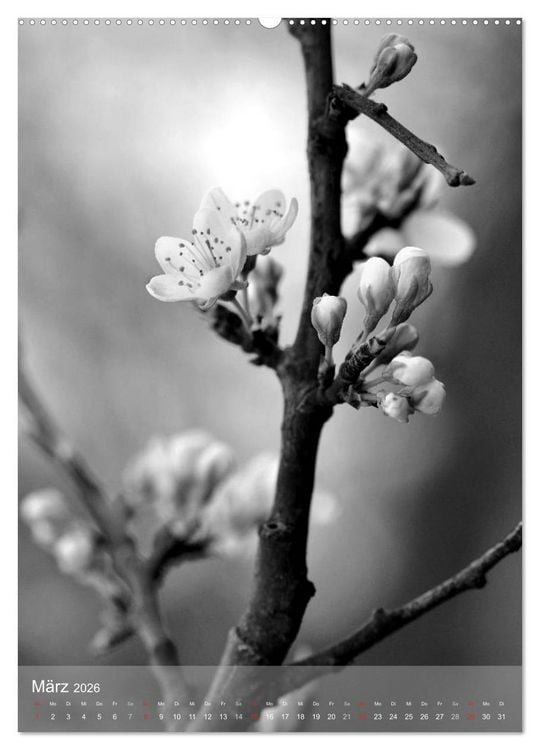 Produktbild: Monochrome Bl&uuml;ten - In Schwarz-Wei&szlig; Bildern durch das Jahr (Wandkalender 2026 DIN A2 hoch), CALVENDO Monatskalender