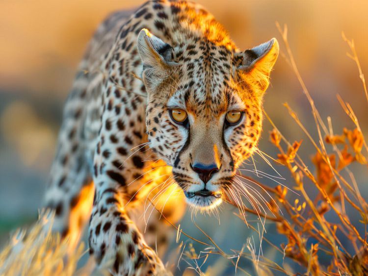 Produktbild: CALVENDO Puzzle Afrika begeistert | 1000 Teile Lege-Gr&ouml;&szlig;e 64x48cm Foto-Puzzle f&uuml;r gl&uuml;ckliche Stunden