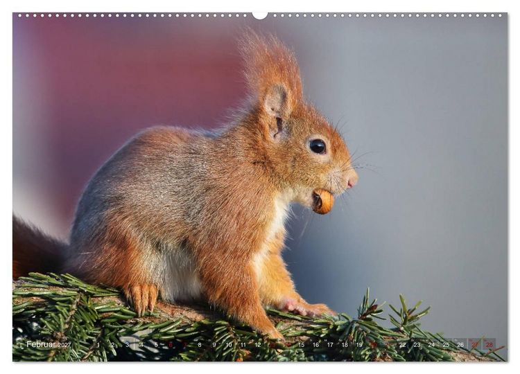 Produktbild: Eichh&ouml;rnchen Momentaufnahmen f&uuml;rs Herz (hochwertiger Premium Wandkalender 2027 DIN A2 quer), Kunstdruck in Hochglanz