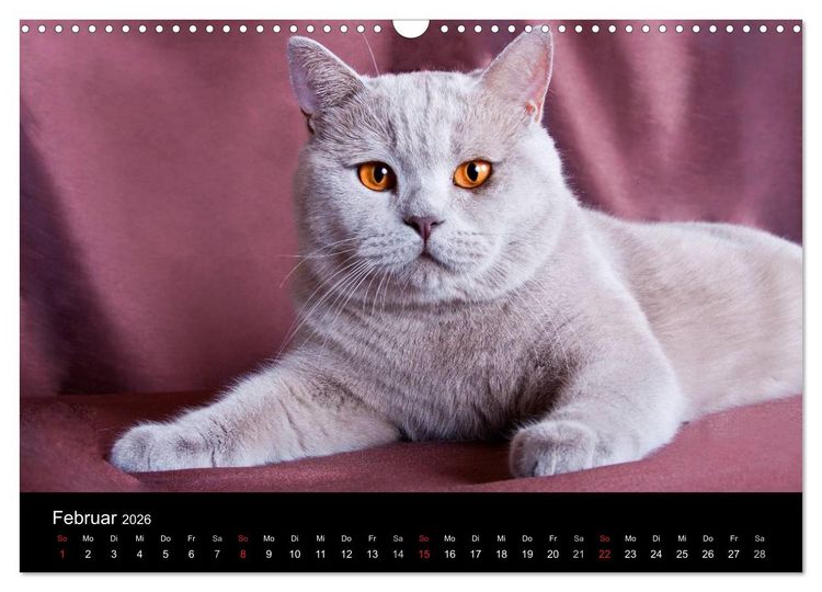 Produktbild: Britisch Kurzhaar Katzen (Wandkalender 2026 DIN A3 quer), CALVENDO Monatskalender