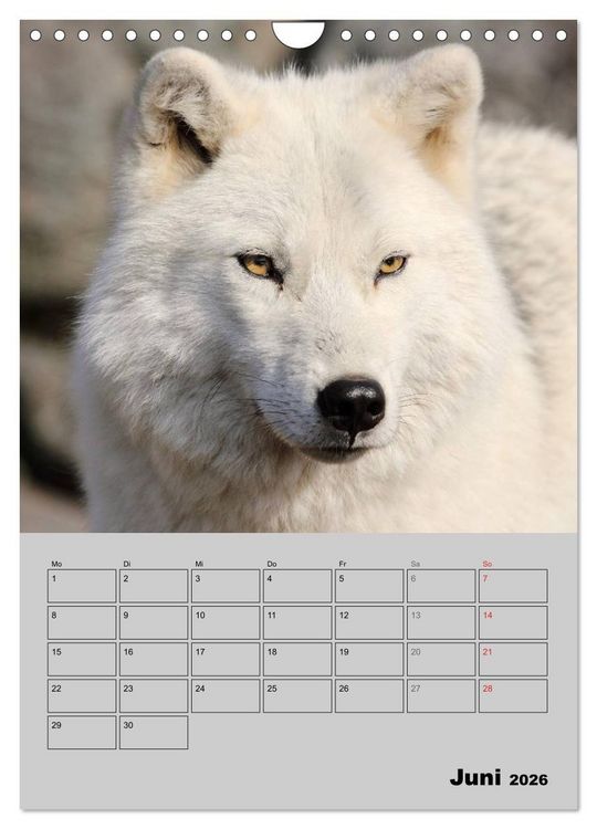 Produktbild: Wolf-Gesichter (Wandkalender 2026 DIN A4 hoch), CALVENDO Monatskalender