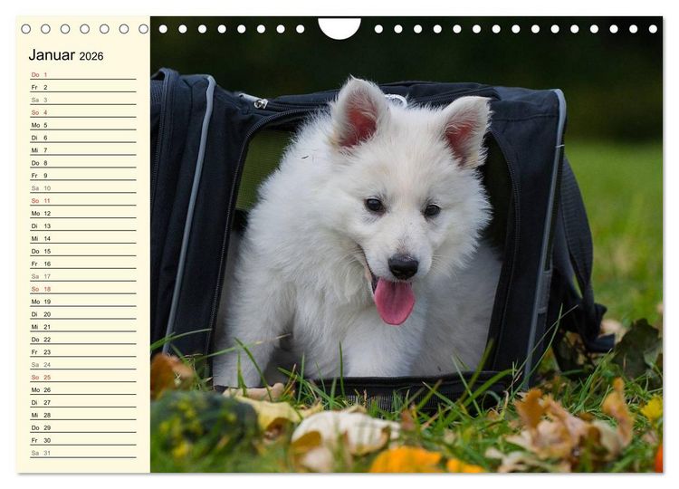 Produktbild: Wei&szlig;er Schweizer Sch&auml;ferhund - Ein Tag im Leben einer Hundefamilie (Wandkalender 2026 DIN A4 quer), CALVENDO Monatskalender