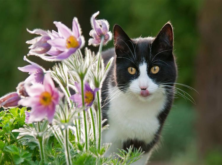 Produktbild: Katze schaut neugierig durch Bl&uuml;ten der K&uuml;chenschellen (Puzzle)