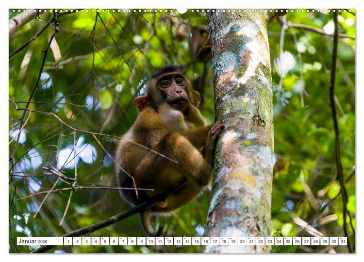 Produktbild: Gunung Leuser Nationalpark Sumatra (Wandkalender 2026 DIN A2 quer), CALVENDO Monatskalender