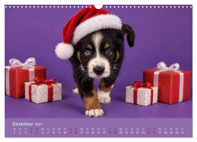 Produktbild: Mini Australian Shepherd, eine ganz besondere Rasse (Wandkalender 2027 DIN A3 quer), CALVENDO Monatskalender