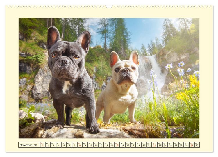 Produktbild: Fledermaus Alarm. Franz&ouml;siche Bulldoggen in der Natur (hochwertiger Premium Wandkalender 2026 DIN A2 quer), Kunstdruck in Hochglanz