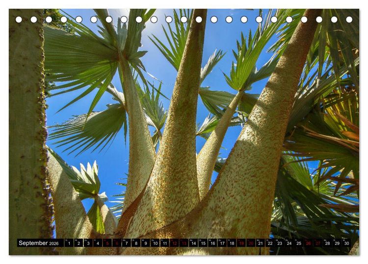 Produktbild: Botanischer Garten Palermo (Tischkalender 2026 DIN A5 quer), CALVENDO Monatskalender