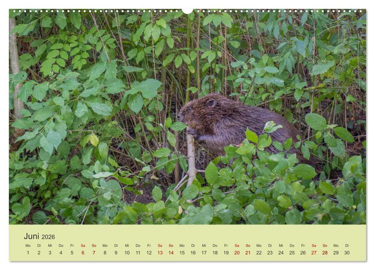 Produktbild: Faszination Biber (Wandkalender 2026 DIN A2 quer), CALVENDO Monatskalender