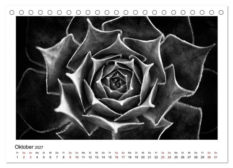 Produktbild: Die grafische Sch&ouml;nheit der Pflanzen &ndash; Schwarz-Wei&szlig; (Tischkalender 2027 DIN A5 quer), CALVENDO Monatskalender