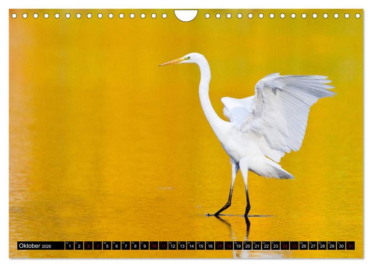 Produktbild: Eleganz in Wei&szlig; - Der Silberreiher (Wandkalender 2026 DIN A4 quer), CALVENDO Monatskalender