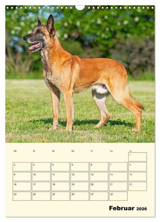 Produktbild: Familienplaner Tausendsassa Malinois (Wandkalender 2026 DIN A3 hoch), CALVENDO Monatskalender