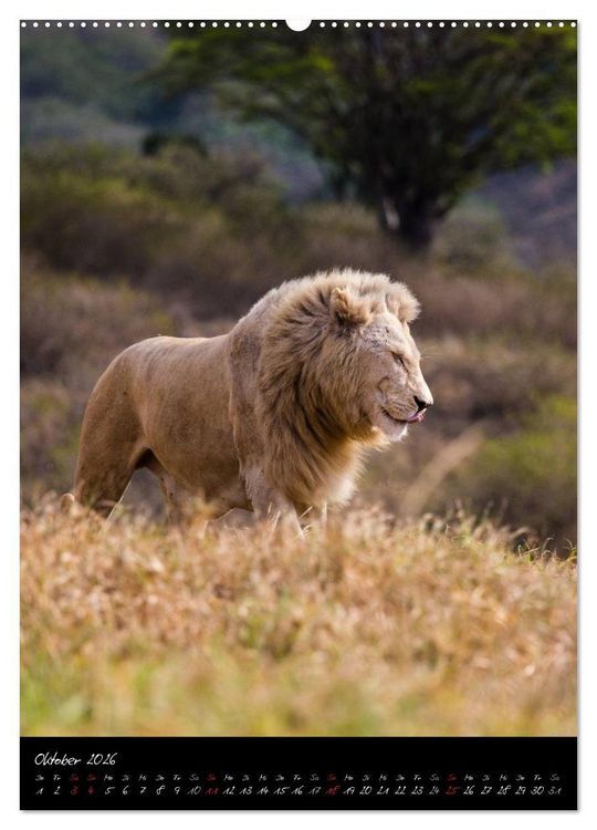 Produktbild: S&uuml;dafrika - Sehenswerte Panorama Route (Wandkalender 2026 DIN A2 hoch), CALVENDO Monatskalender