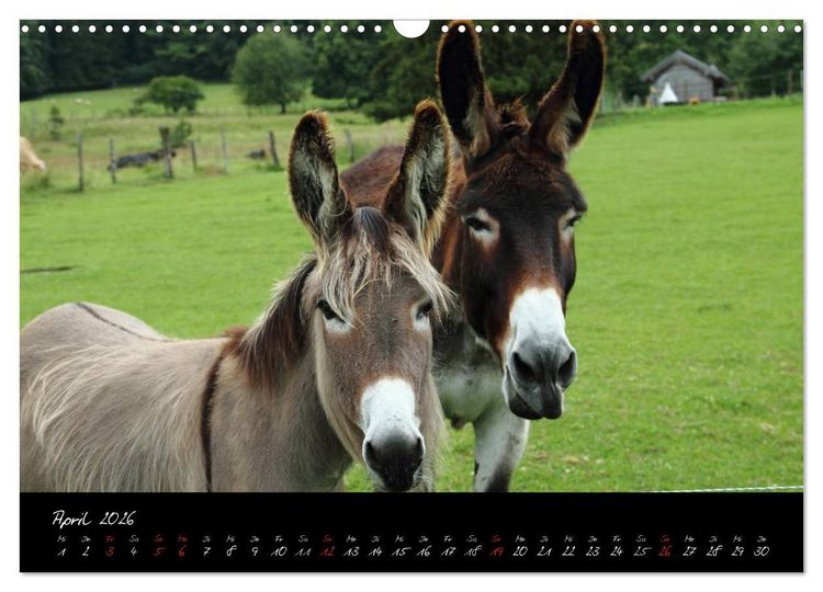 Produktbild: Esel - liebenswerte Langohren (Wandkalender 2026 DIN A3 quer), CALVENDO Monatskalender