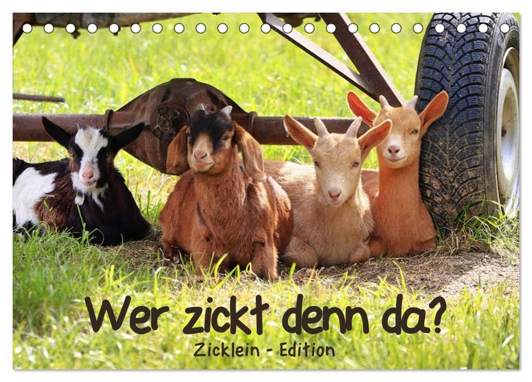 Produktbild: Wer zickt denn da? - Zicklein-Edition (Tischkalender 2026 DIN A5 quer), CALVENDO Monatskalender