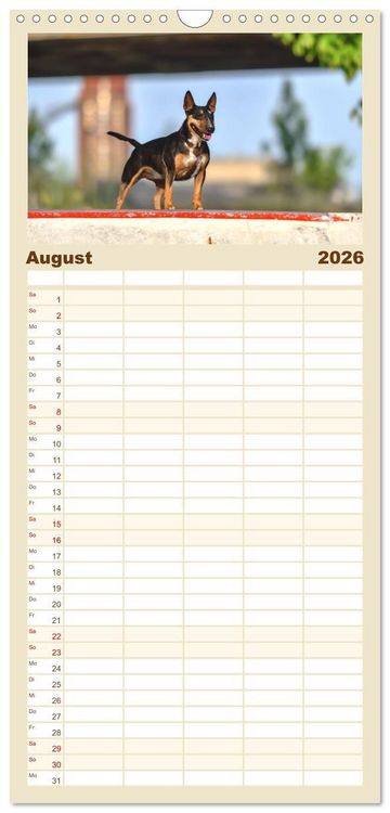Produktbild: Familienplaner 2026 - Bullterrier - charmante Herzensbrecher mit 5 Spalten (Wandkalender, 21 x 45 cm) CALVENDO