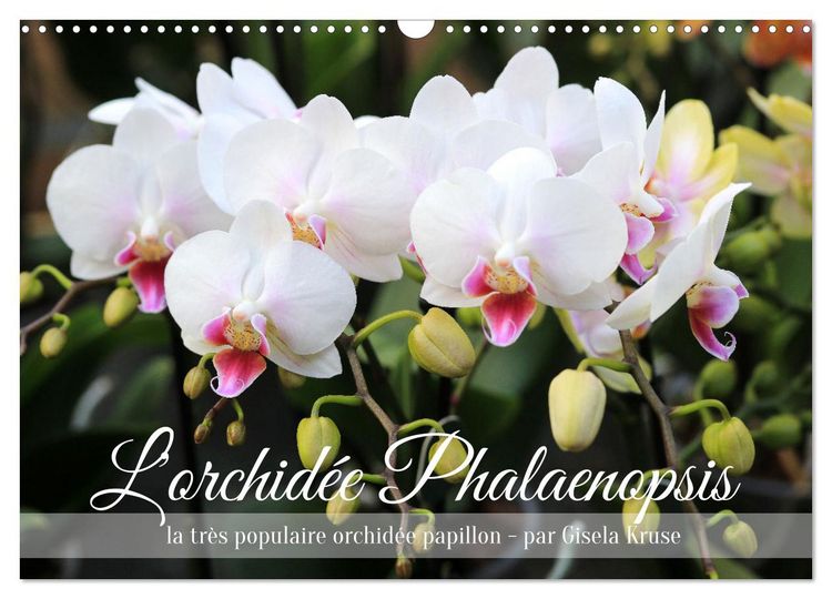 Produktbild: L'orchid&eacute;e Phalaenopsis (Calendrier mural 2026 DIN A3 vertical), CALVENDO calendrier mensuel