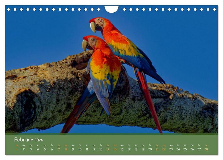 Produktbild: Hellrote Aras (Wandkalender 2026 DIN A4 quer), CALVENDO Monatskalender