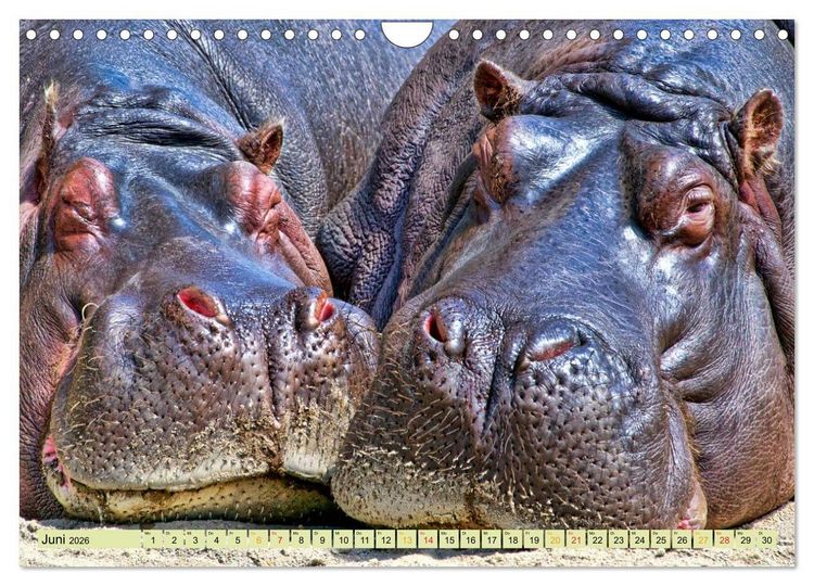 Produktbild: Flusspferde - gem&uuml;tlich gef&auml;hrlich (Wandkalender 2026 DIN A4 quer), CALVENDO Monatskalender