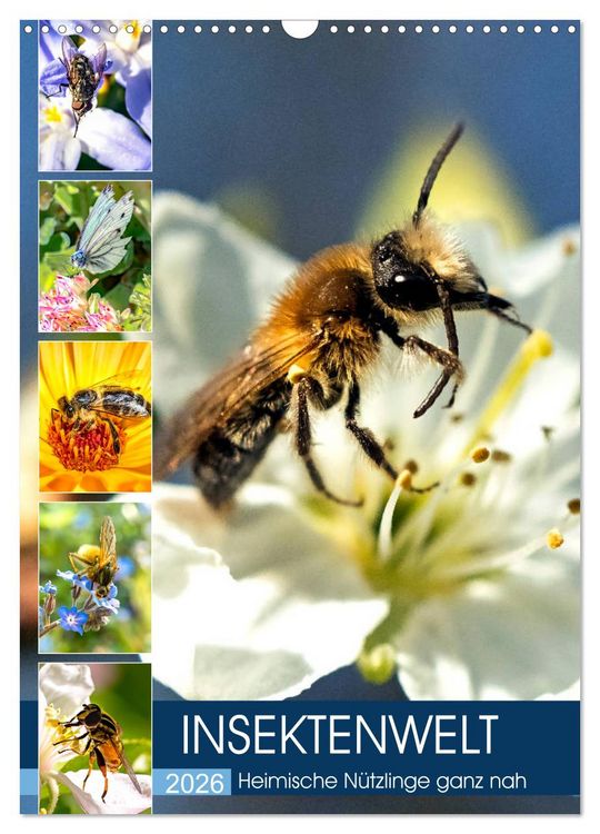 Produktbild: INSEKTENWELT - Heimische N&uuml;tzlinge ganz nah (Wandkalender 2026 DIN A3 hoch), CALVENDO Monatskalender