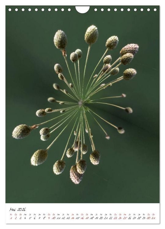 Produktbild: Durchschnittlich - Verzauberte Flora (Wandkalender 2026 DIN A4 hoch), CALVENDO Monatskalender