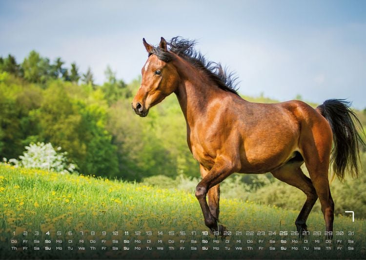Produktbild: Pferdegefl&uuml;ster - Der Pferdekalender - 2027 - Kalender DIN A3