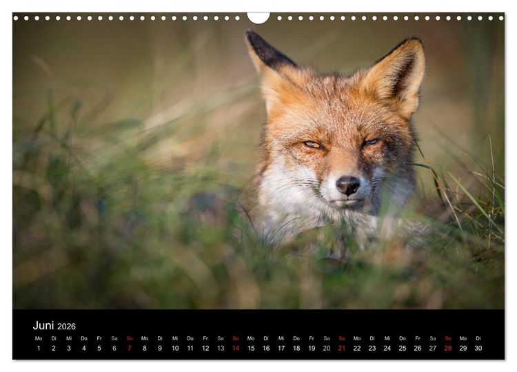 Produktbild: Rotf&uuml;chse (Wandkalender 2026 DIN A3 quer), CALVENDO Monatskalender