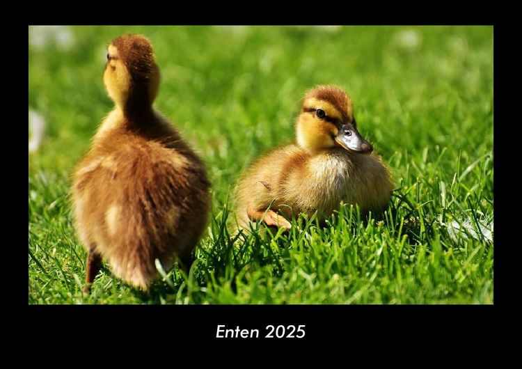 Produktbild: Enten 2025 Fotokalender DIN A3