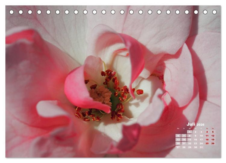Produktbild: Rosen, die K&ouml;nigin der Blumen (Tischkalender 2026 DIN A5 quer), CALVENDO Monatskalender