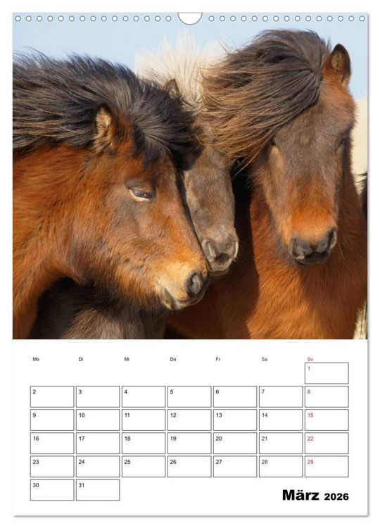 Produktbild: ISLANDPFERDE an der K&uuml;ste von Sn&aelig;fellsnes (Wandkalender 2026 DIN A3 hoch), CALVENDO Monatskalender