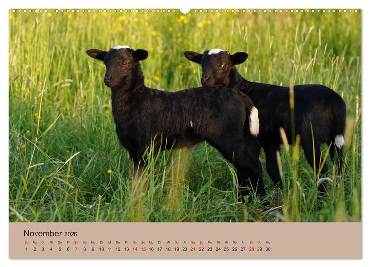 Produktbild: Bauernhoftiere - Von Klein bis Gro&szlig;, mit Fell und mit Federn. (hochwertiger Premium Wandkalender 2026 DIN A2 quer), Kunstdruck in Hochglanz