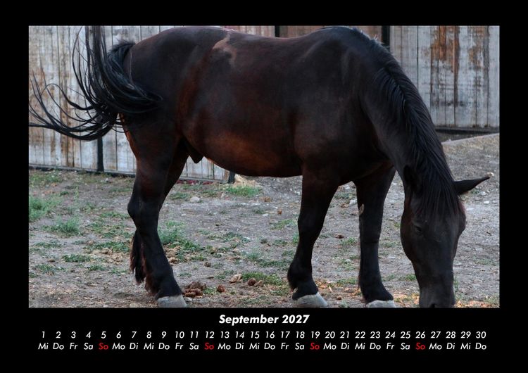 Produktbild: Pferdegefl&uuml;ster 2027 Fotokalender DIN A3