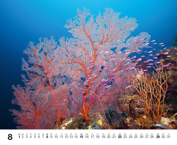 Produktbild: Dive 2027