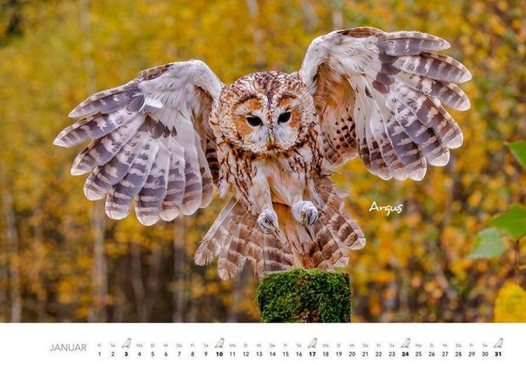 Produktbild: Eulen Kalender 2027