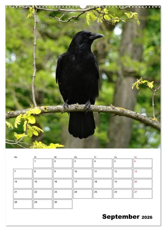 Produktbild: Rabenv&ouml;gel Terminplaner (Wandkalender 2026 DIN A2 hoch), CALVENDO Monatskalender