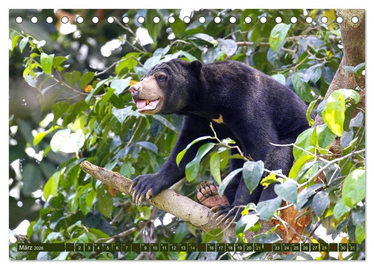 Produktbild: Borneo - Tierparadies Regenwald (Tischkalender 2026 DIN A5 quer), CALVENDO Monatskalender
