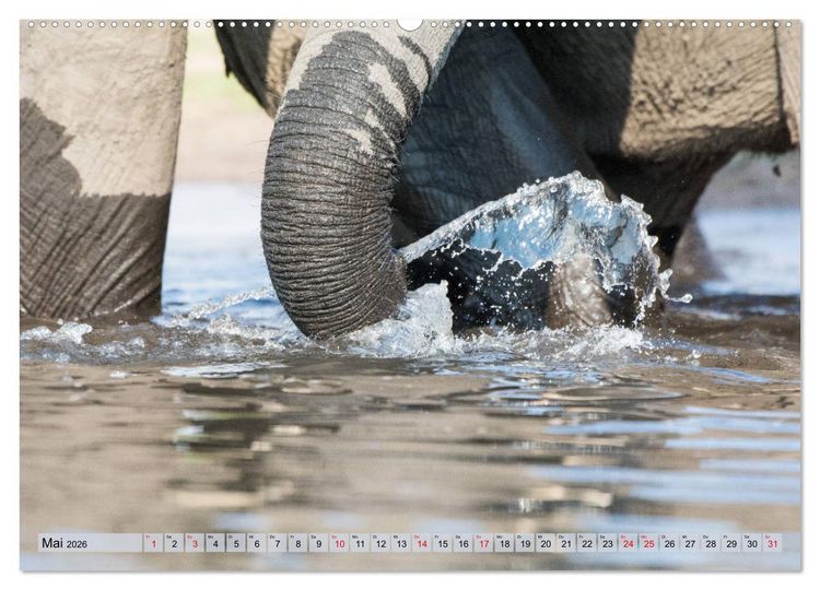 Produktbild: Elefanten - Sanfte Riesen Afrikas (hochwertiger Premium Wandkalender 2026 DIN A2 quer), Kunstdruck in Hochglanz