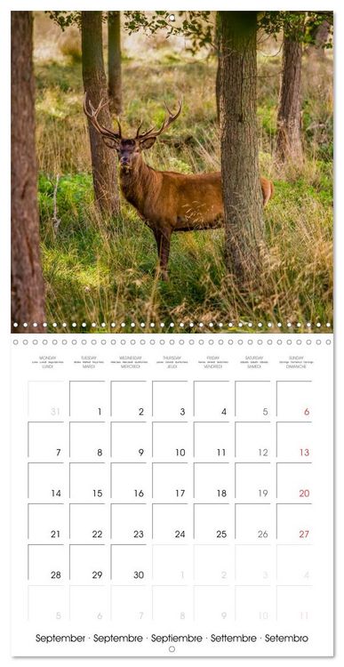 Produktbild: Aux bois des cerfs (Calendrier mural carr&eacute; 2026 30x30 cm) Calendrier double avec une page pour vos prises de notes