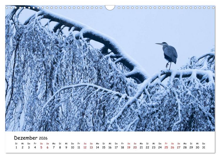 Produktbild: Die Graureiher vom Ahnepark (Wandkalender 2026 DIN A3 quer), CALVENDO Monatskalender