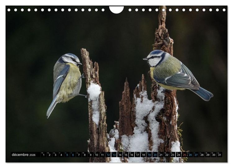 Produktbild: Mes anges bleus en &Icirc;le-de-France (Calendrier mural 2026 DIN A4 vertical), CALVENDO calendrier mensuel