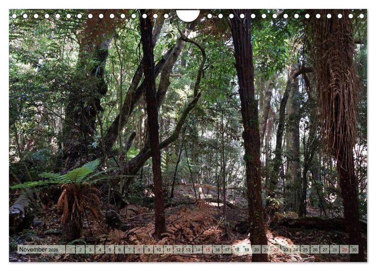 Produktbild: Prim&auml;rwald - Neuseeland (Wandkalender 2026 DIN A4 quer), CALVENDO Monatskalender