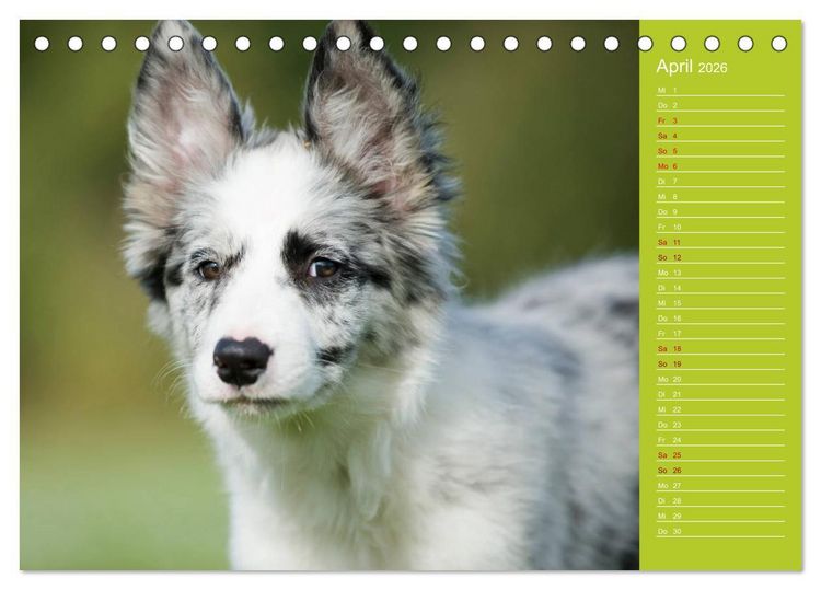 Produktbild: Border Collies - nicht nur schwarzwei&szlig; (Tischkalender 2026 DIN A5 quer), CALVENDO Monatskalender