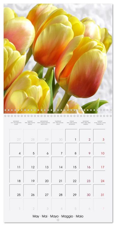 Produktbild: Tulipes &eacute;l&eacute;gantes (Calendrier mural carr&eacute; 2026 30x30 cm) Calendrier double avec une page pour vos prises de notes