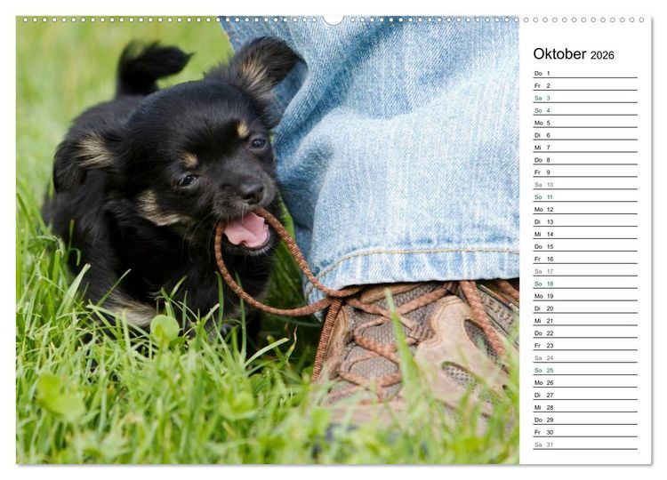 Produktbild: Chihuahuas - kleine Herzensbrecher (Wandkalender 2026 DIN A2 quer), CALVENDO Monatskalender