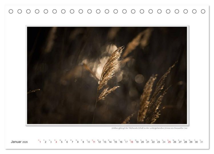 Produktbild: Neusiedler See / CH-Version (Tischkalender 2026 DIN A5 quer), CALVENDO Monatskalender