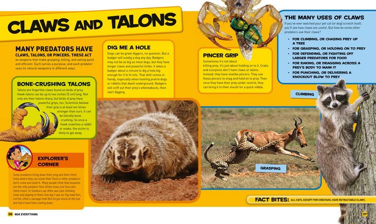 Produktbild: National Geographic Kids Everything Predators
