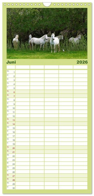 Produktbild: Familienplaner 2026 - Faszination Pferde mit 5 Spalten (Wandkalender, 21 x 45 cm) CALVENDO