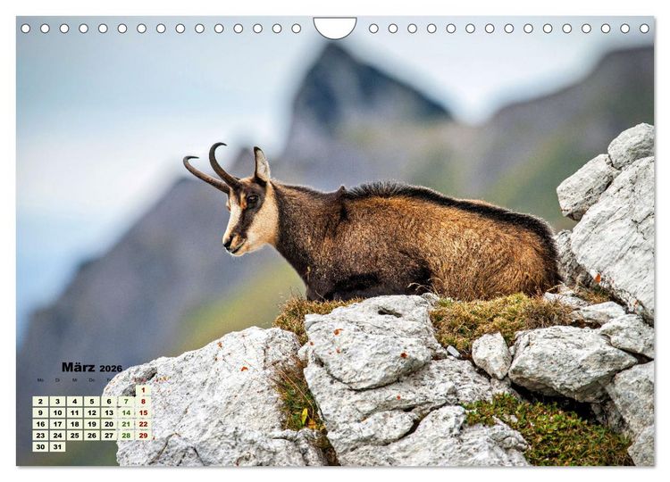 Produktbild: Big Five der Alpen G&auml;mse, Steinbock, Murmeltier, Steinadler, Bartgeier (Wandkalender 2026 DIN A4 quer), CALVENDO Monatskalender