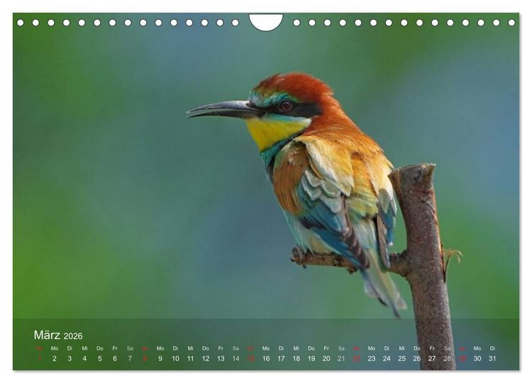 Produktbild: Europ&auml;ische Bienenfresser (Wandkalender 2026 DIN A4 quer), CALVENDO Monatskalender