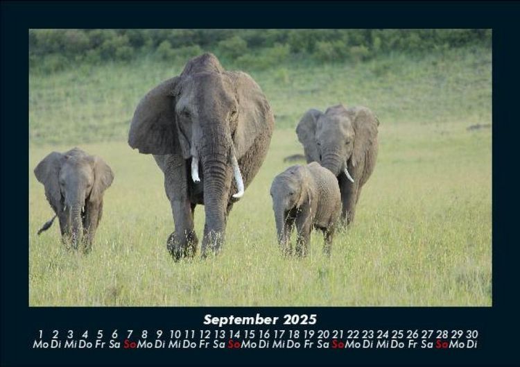 Produktbild: Elefanten - Die sanften Riesen Afrikas 2025 Fotokalender DIN A5