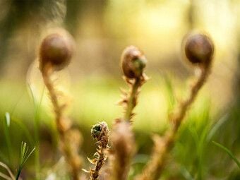 Produktbild: CALVENDO Puzzle Wurmfarn (Dryopteris filix-mas) | 1000 Teile Lege-Gr&ouml;&szlig;e 64x48cm Foto-Puzzle f&uuml;r gl&uuml;ckliche Stunden